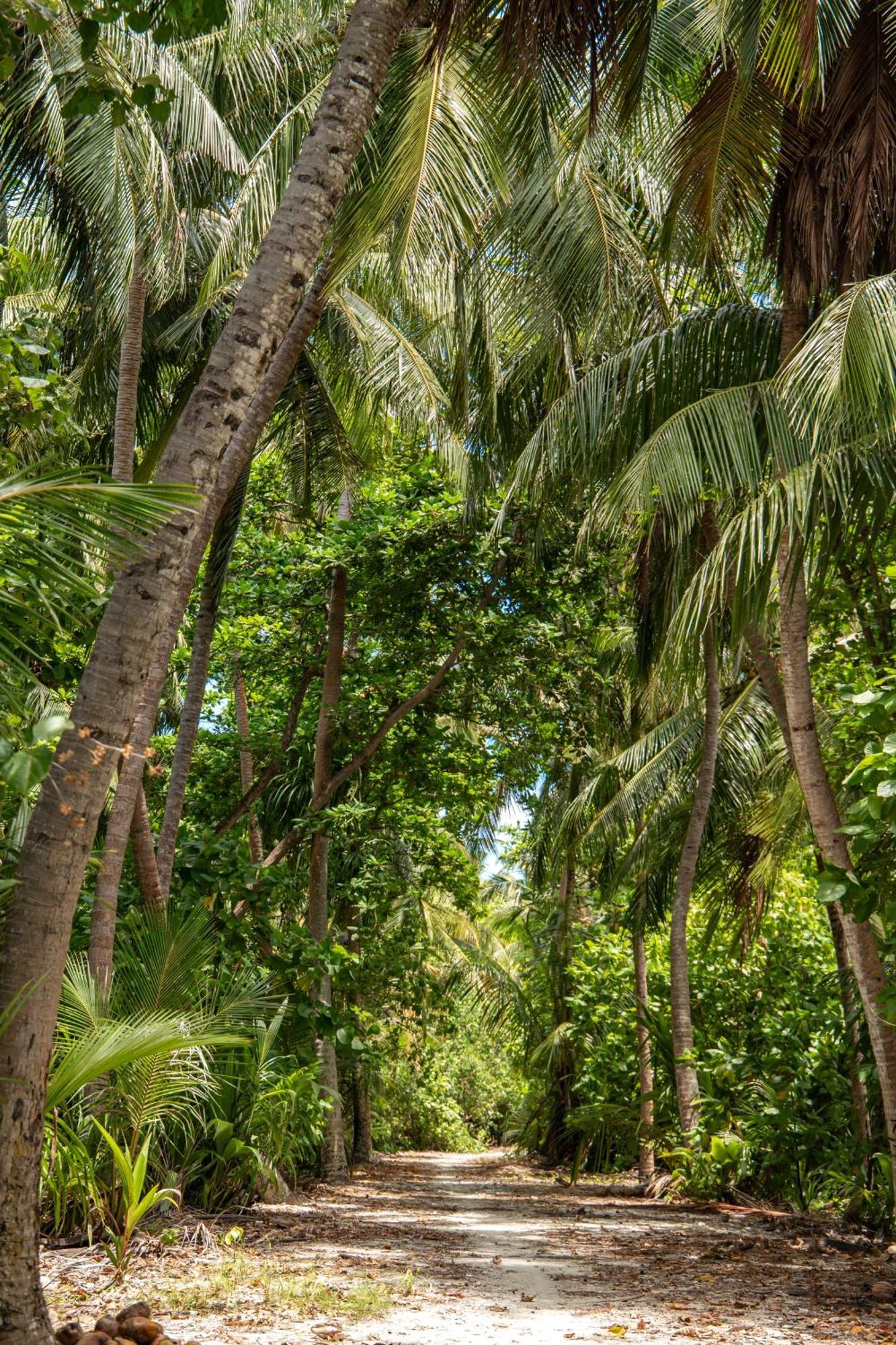 Готель Tropical Tree Fehendhoo Екстер'єр фото